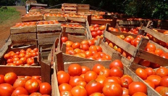 Tomateros buscan estrategias para abastecer demanda nacional durante todo el año