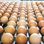 Agoniza la producción de huevos en el país, afirman
