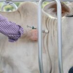 Senacsa cierra periodo de vacunación antiaftosa con más de 12,7 millones de animales inmunizados