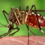 Reportan descenso sostenido de casos de dengue