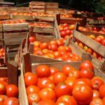 Se esperan meses difíciles para el tomate, según el MAG