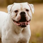 Ataque de seis bulldogs deja a mujer de 72 años al borde de la amputación