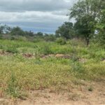 Piden arresto domiciliario de imputados por deforestar más de 450 hectáreas en Boquerón