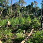 Golpe al narcotráfico: Destruyen 9 toneladas de marihuana y anulan campamento en Ñacunday