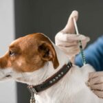 Vacunación gratuita para mascotas en Lambaré este viernes