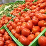 Más de 700 familias ya cosechan tomate tras el alivio climático