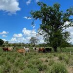Mades suscribe acuerdo de cooperación para producción ganadera sostenible en el Chaco