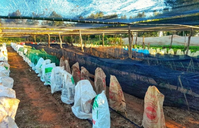 MAG alerta sobre lluvias y recomienda adelantar labores agrícolas